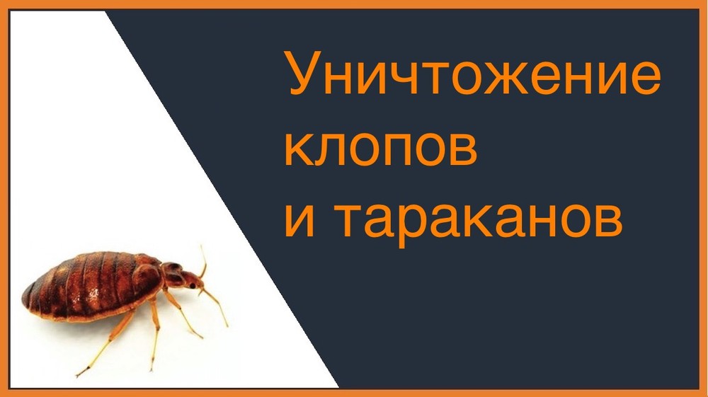Уничтожение клопов и тараканов в Омске