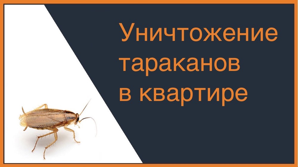 Уничтожение тараканов в квартире в Омске