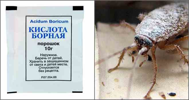 Борная кислота от тараканов – отзывы в Омске
