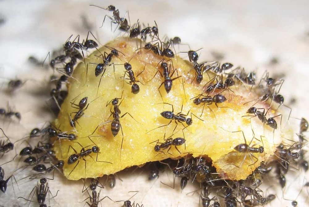 Уничтожение муравьев в квартире в Омске