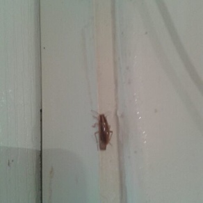 Уничтожение тараканов в квартире – Омск