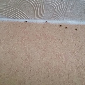 Выведение тараканов в квартире цена Омск