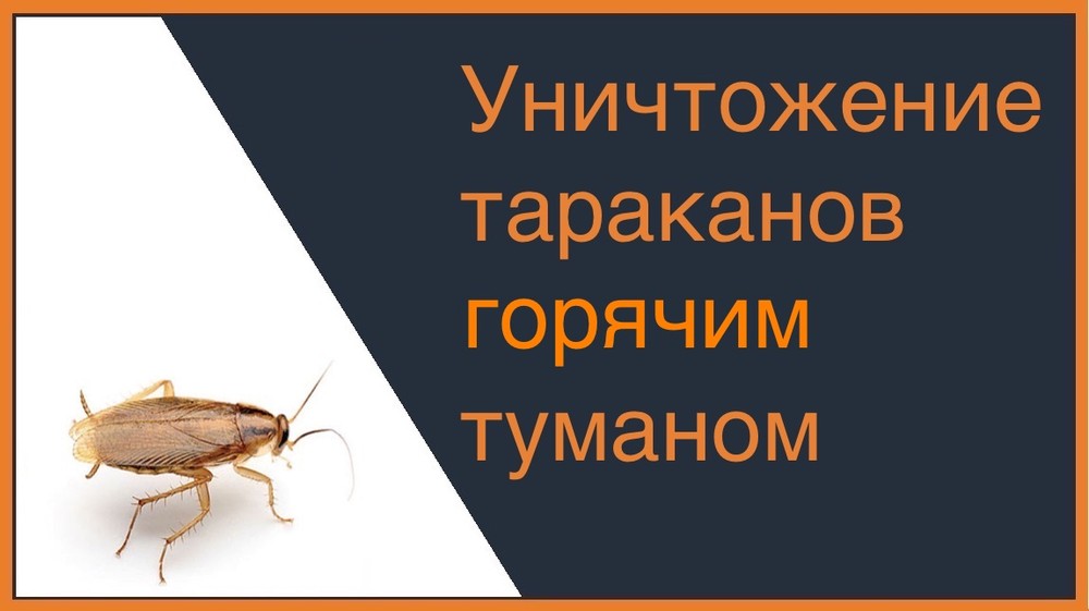 Уничтожение тараканов горячим туманом в Омске