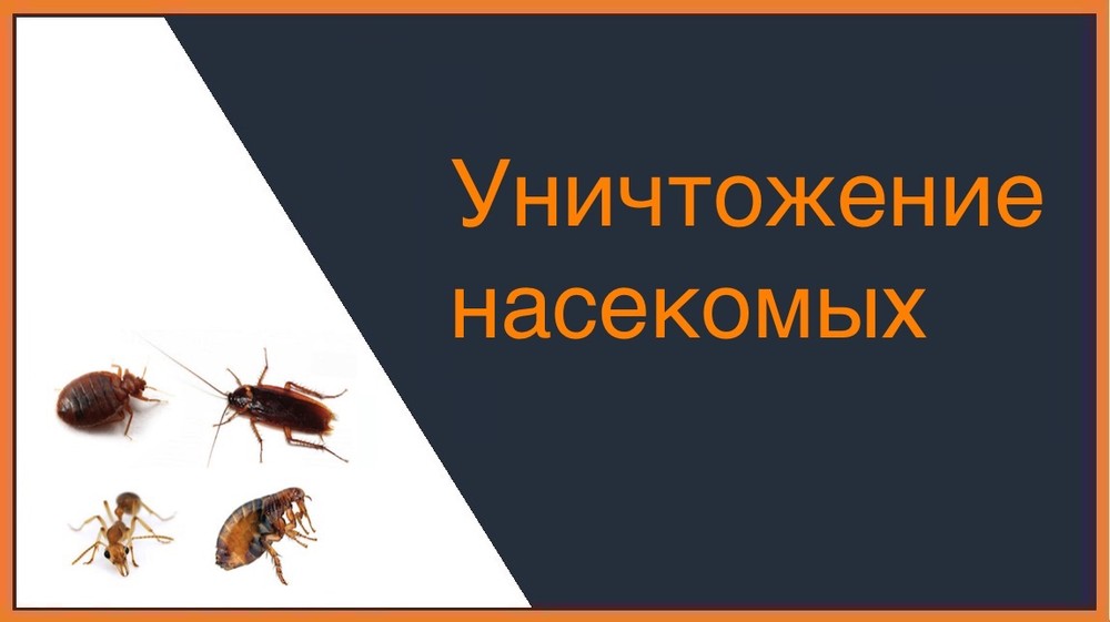 Уничтожение насекомых в Омске