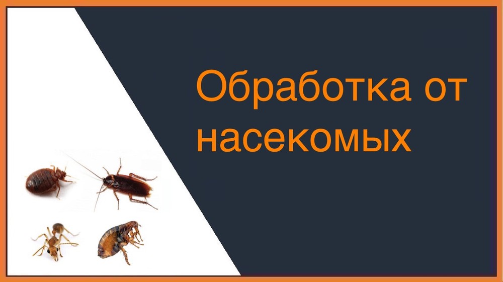 Обработка от насекомых в Омске