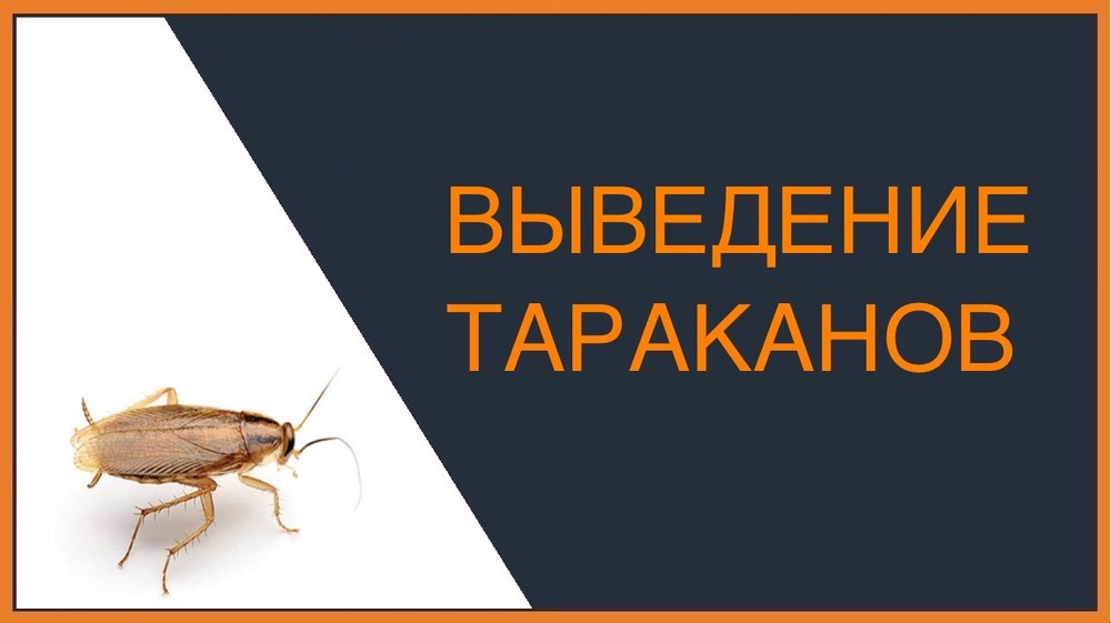 Выведение тараканов в Омске
