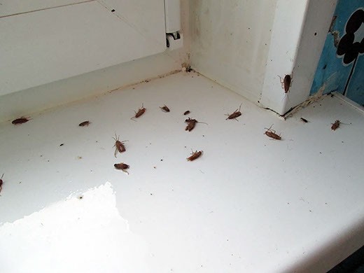 Дезинфекция от тараканов в Омске – цены