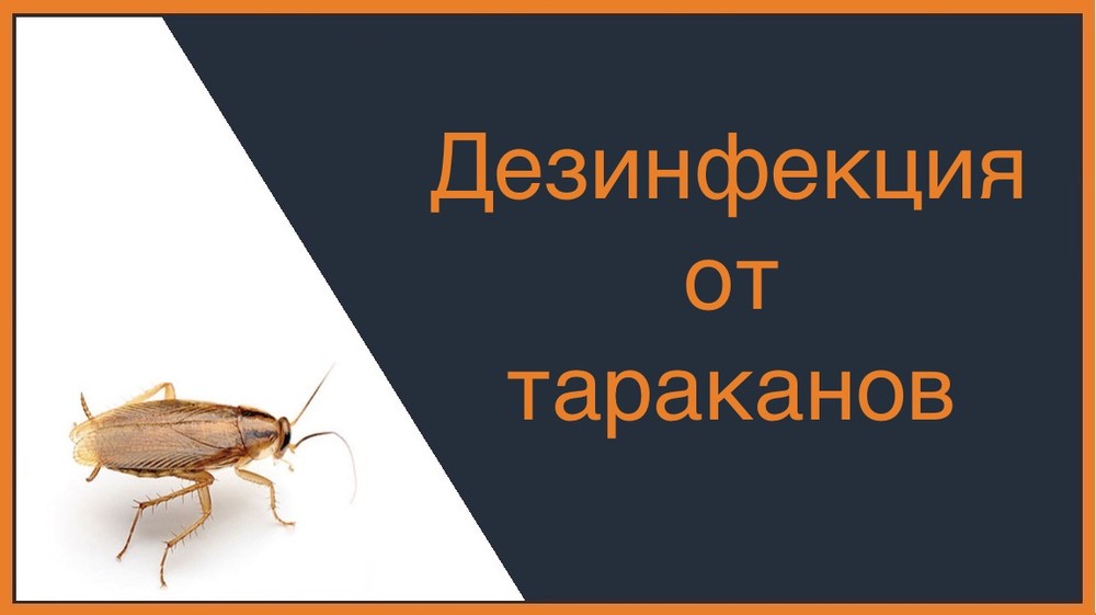 Дезинфекция от тараканов в Омске